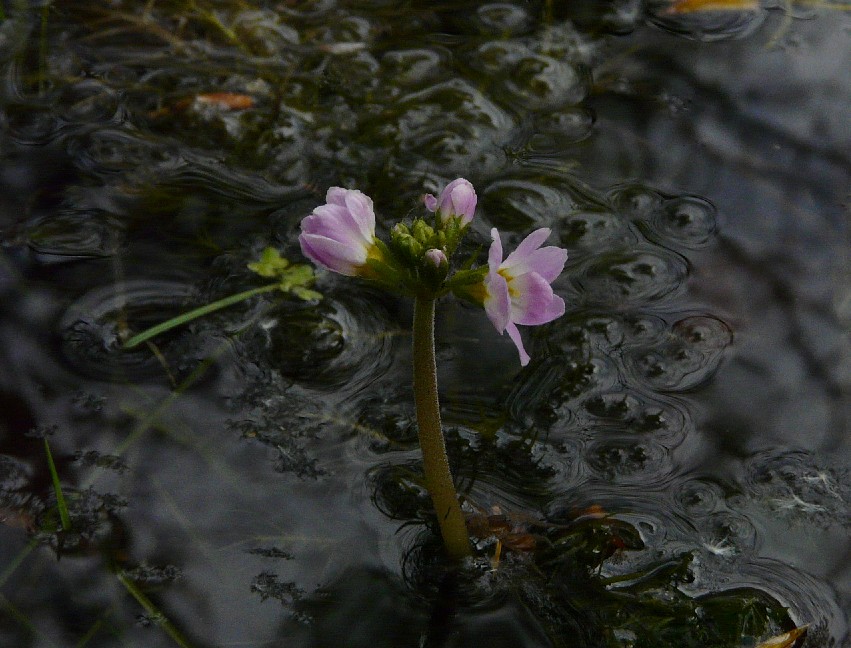 Hottonia palustris in fiore